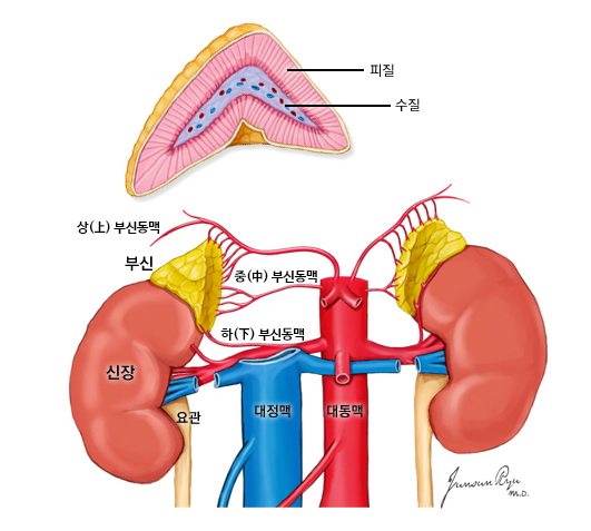 부신의 위치와 구조 -피질, 수질, 상부신동맥, 부신, 신장, 중부신동맥, 하부신동맥, 요관, 대정맥, 대동맥
