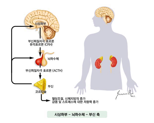 시상하부 - 부신 피질자극 호르몬 유리호르몬 (CRH), 뇌하수체, 부신피질자극 호르몬(ACTH), 부신 코르티솔, 혈당조절, 신체지방의 증가, 감염 및 스트레스에 대한 저항력 증가
