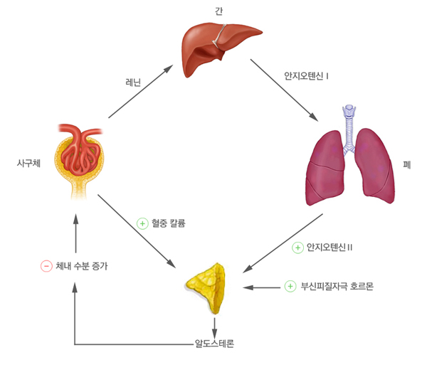레닌-안지오텐신-알도스테론-시스템 - 간, 안지오텐신I, 폐, 안지오텐신II, 부신피질자극 호르몬, 알도스테론, 체내 수분증가, 혈중 칼륨, 사구체, 레닌