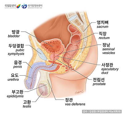 남성생식기계의 구조