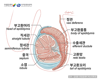 고환 및 부고환의 구조