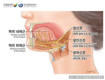 혀의 근육과 신경 지배