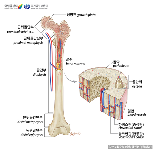 뼈의 구조