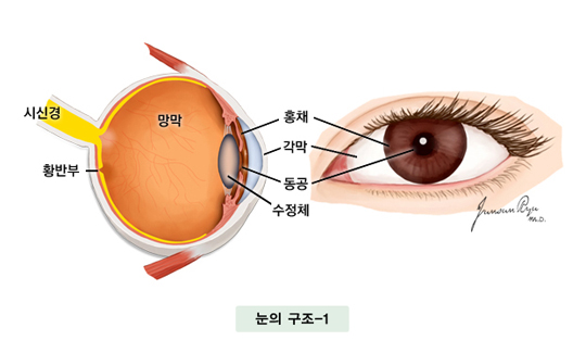 눈의 구조-시신경, 황반부, 망막, 홍체, 각막, 동공, 수정체