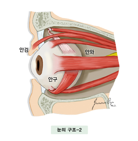 눈의 구조 - 안검, 안구, 안와