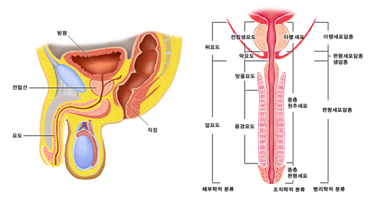 남성 요도의 구조와 - 방광, 전립선, 직장, 요도, 부위에 따른 요도암의 종류 - 해부학적 분류 : 뒤요도, 전립선요도, 막요도, 망울요도, 음경요도, 조직학적 분류 : 이행 세포, 중층 원추세포, 중층 편평세포, 병리학적 분류 : 이행세포암종, 편평세포암종, 생암종, 편평세포암종