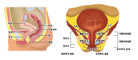 여성 요도의 구조 - 자궁, 방광, 요도, 직장, 자궁경부, 질, 항문 ,  부위에 따른 요도암의 종류 - 해부학적 분류 : 뒤요도, 앞요도, 몸쪽 요도, 먼쪽 요도 , 조직학적 분류 : 이행 세포, 편평세포, 요도입구, 병리학적 분류 : 이행세포암종, 편평세포암종, 병리학적 분류