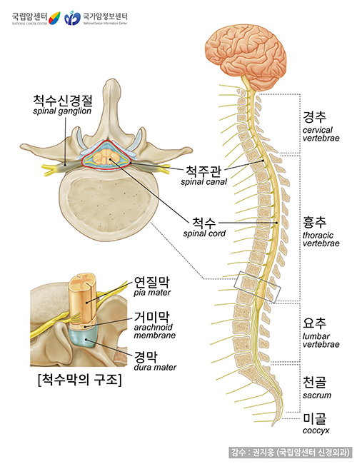 척수의 해부학적 구조