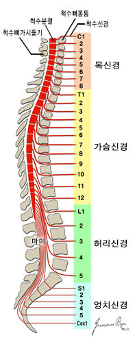 척수의 전체 모습 - 척수 뼈몸통, 척수분절, 척수뼈가시돌기, 마미, 목신경(C1, 2, 3, 4, 5, 6, 7, 8), 가슴신경(T1, 2, 3, 4, 5, 6, 7, 8, 9, 10, 11, 12), 허리신경(L1, 2, 3, 4, 5), 엉치신경(S1, 2, 3, 4, 5, Coc1)