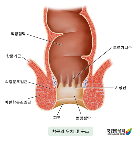 항문의 위치 및 구조  - 직장점막, 항문거근, 속항문조임근, 바깥항문조임근, 모르가니주, 치상성, 피부, 편평점막