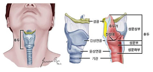 목(경부)에서 후두의 위치와 구조