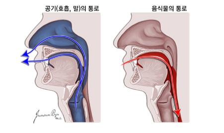 후두의 기능