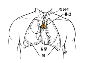 흉선과 주위의 위치 및 구조