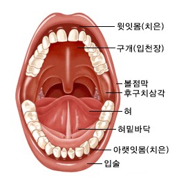 구강의 해부구조