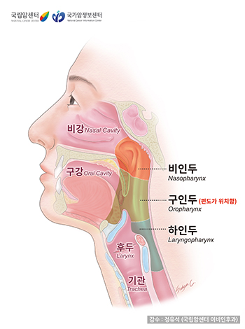 인두의 구조와 편도의 위치