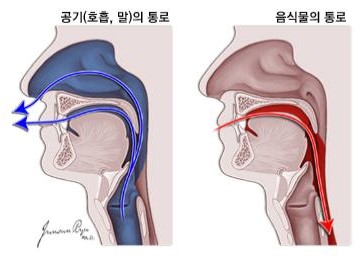 상부기도 및 소화관