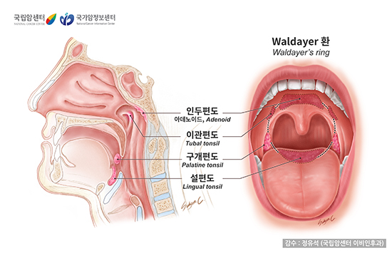 정상인의 편도조직과 Waldayer 환